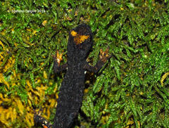 Salamandrina perspicillata