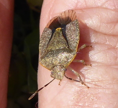 Dryadocoris apicalis