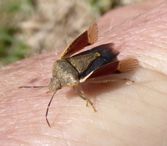 Dryadocoris apicalis