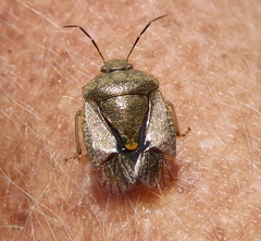 Dryadocoris apicalis