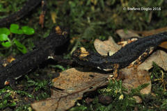 Salamandrina perspicillata