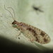 Variegated Brown Lacewing - Photo (c) Philip Mark Osso, some rights reserved (CC BY-NC), uploaded by Philip Mark Osso