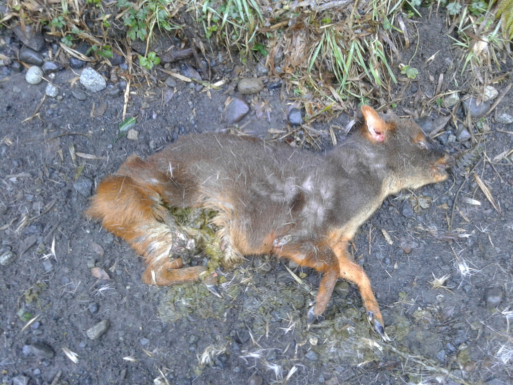 Southern Pudú in September 2017 by Daniel Stange. Atropellada a orillas ...