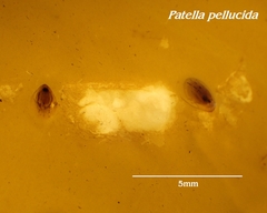 Patella pellucida