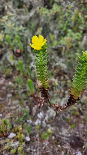 Hypericum mexicanum, photograph 5