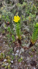 (c) Nash Turley, some rights reserved (CC BY) Hypericum mexicanum, photograph (c) Nash Turley, some rights reserved (CC BY)