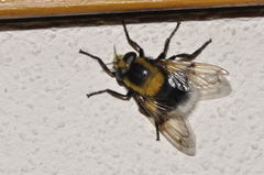 Volucella bombylans