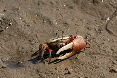 Tubuca arcuata image