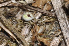Nigma puella