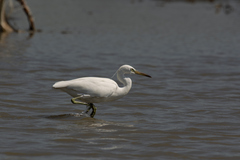 Egretta eulophotes