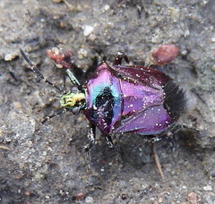 Dorycoris pavoninus