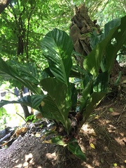Anthurium jenmanii