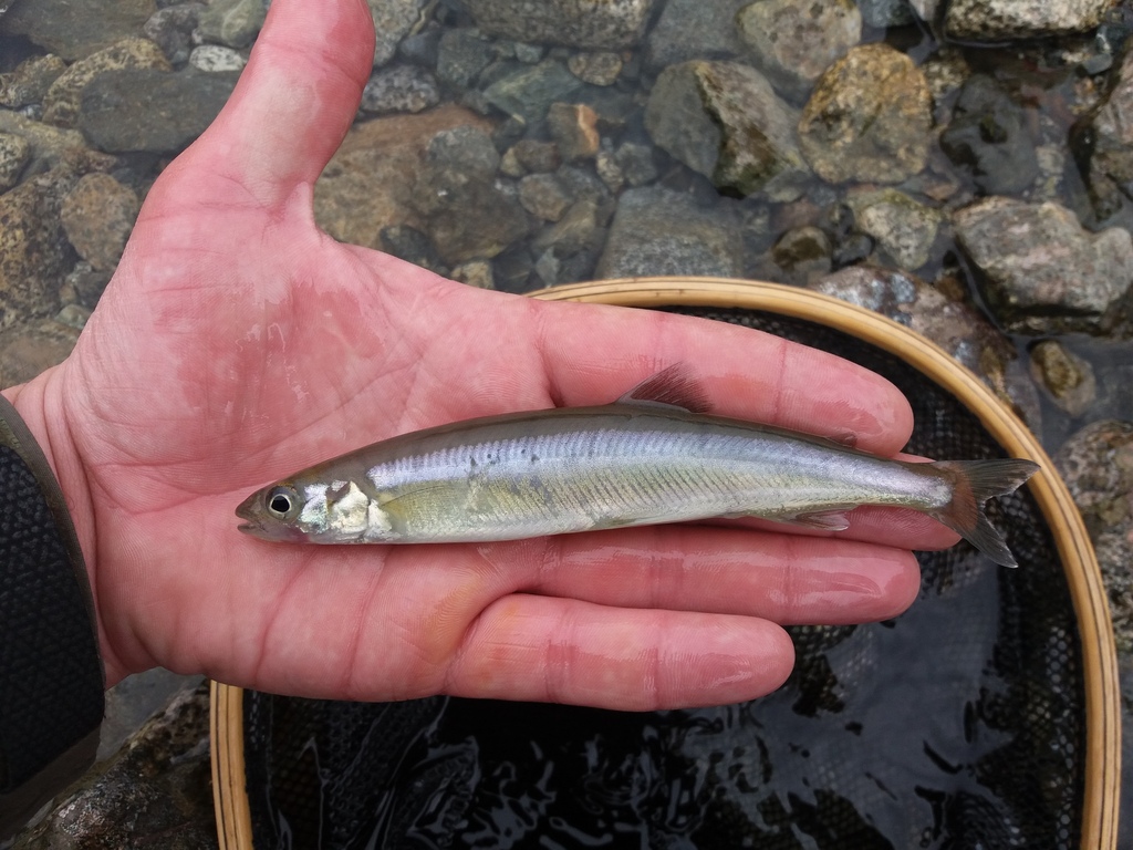 Patagonische forelvis (Aplochiton taeniatus) — Galaxiidae
