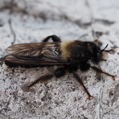 Laphria ephippium