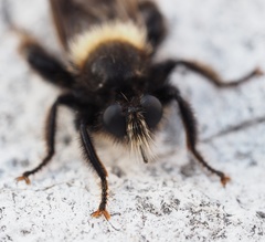 Laphria ephippium