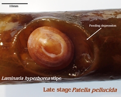Patella pellucida
