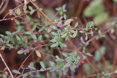 Vaccinium darrowii