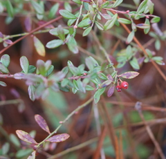 Vaccinium darrowii