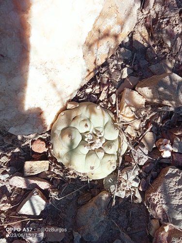 Lophophora diffusa