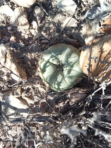 Lophophora diffusa