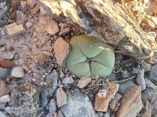 Lophophora diffusa