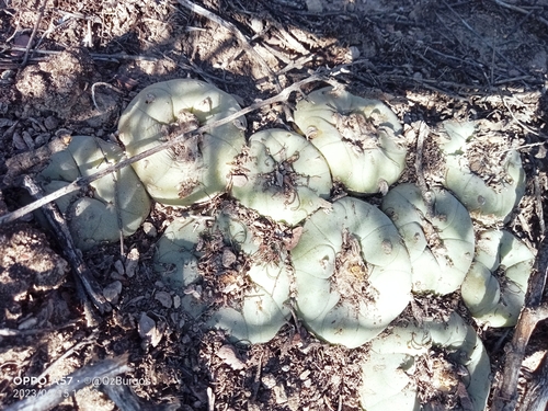 Lophophora diffusa