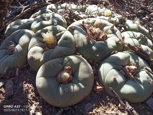 Lophophora diffusa