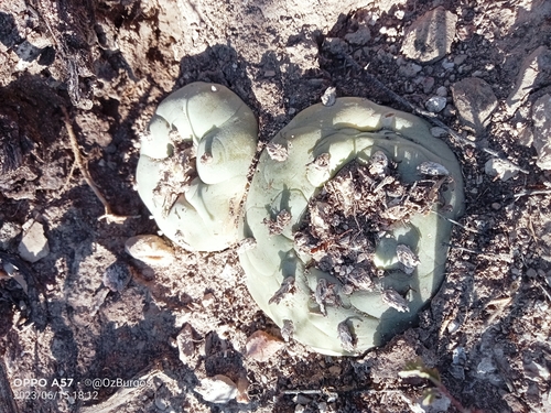 Lophophora diffusa