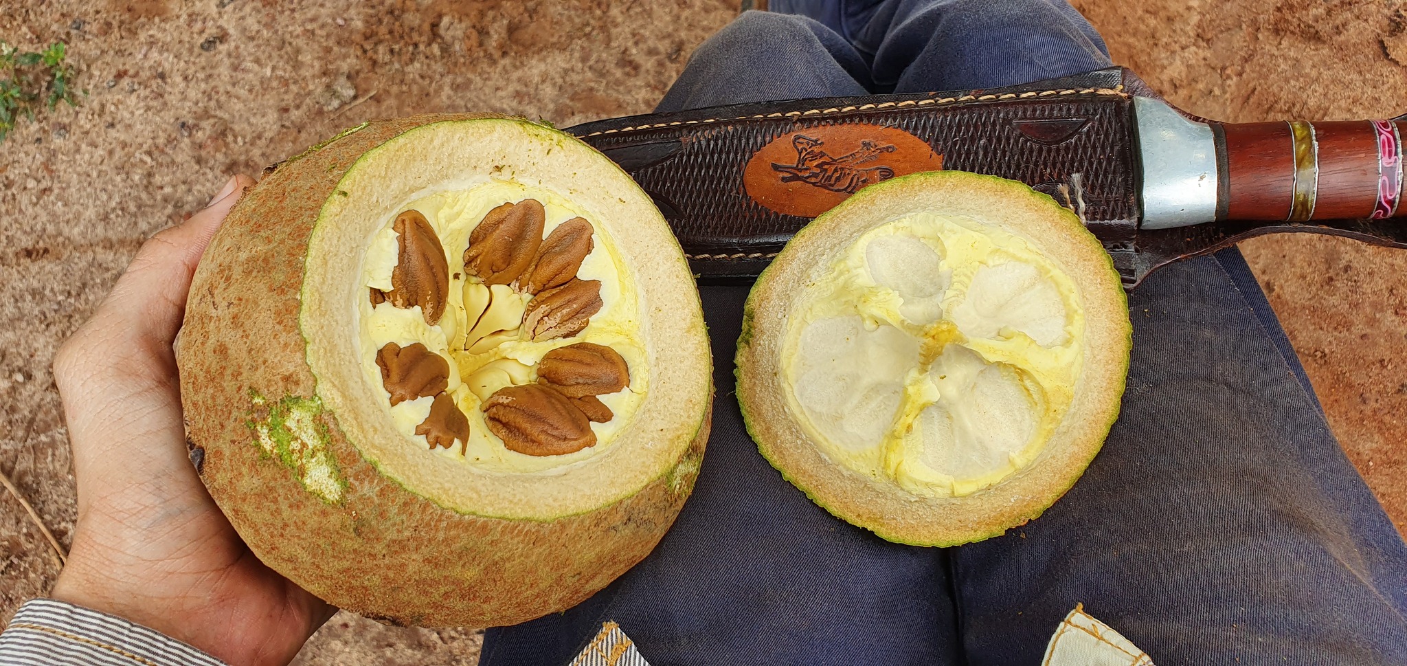 Lecythis pisonis