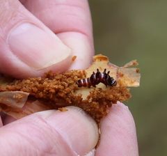Exyra semicrocea