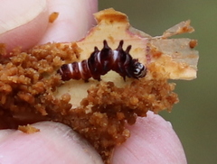 Exyra semicrocea