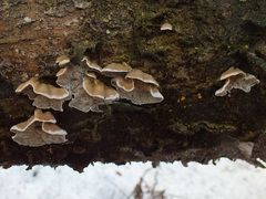 Skeletocutis carneogrisea