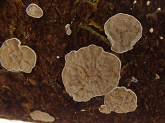 Skeletocutis carneogrisea