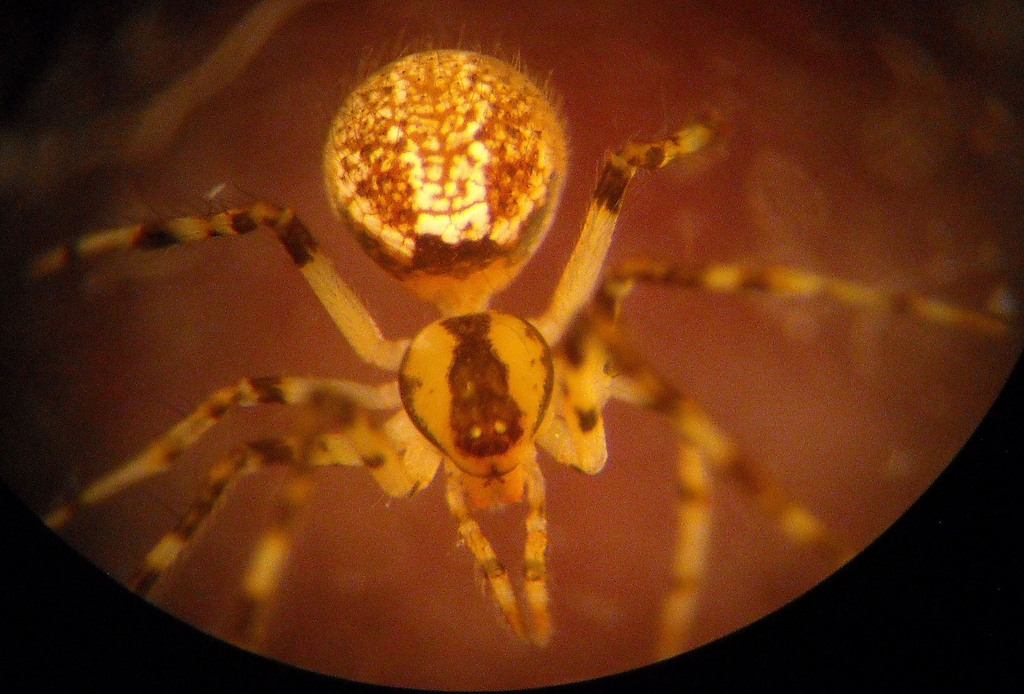 Theridion saanichum