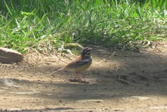 Emberiza flaviventris flaviventris