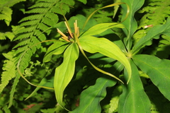Paris polyphylla