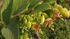 Flemingia strobilifera