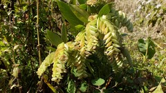 Flemingia strobilifera