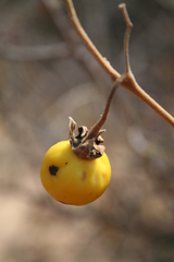 Solanum incanum