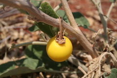 Solanum incanum