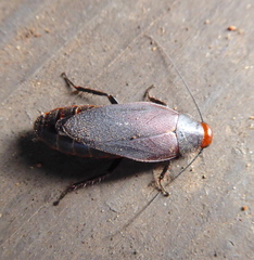 Oxyhaloa deusta