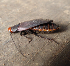 Oxyhaloa deusta