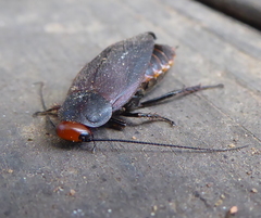 Oxyhaloa deusta