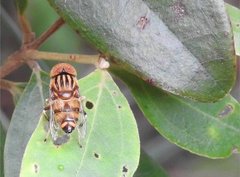 Eristalinus quinquestriatus