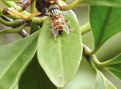 Eristalinus quinquestriatus