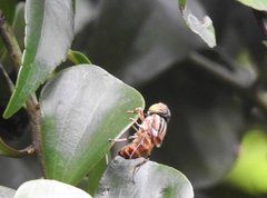 Eristalinus quinquestriatus