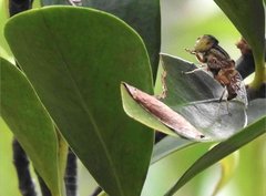 Eristalinus quinquestriatus