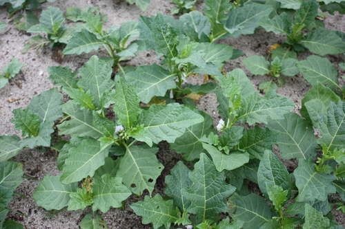 African eggplant