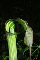 Arisaema consanguineum