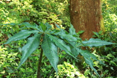 Arisaema consanguineum
